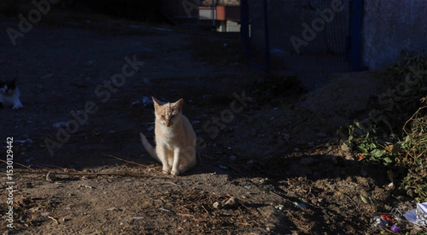 Fototapeta Feral pets. The cat is in the trash. The animal feeds on food waste.