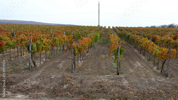 Fototapeta Vine against the blue sky. Vineyards in the autumn with red foliage. Winemaking. Macro photography of a leaf covered with dew. Selective focus.