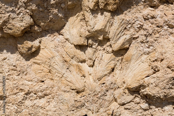 Fototapeta Fossil corals of the Red Sea. Ancient creatures, turned into stone. Reef corals.