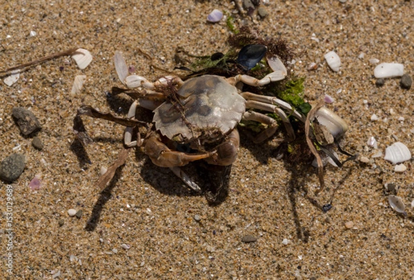 Fototapeta Liocarcinus depurator (Portunus plicatus), sometimes called the harbour crab, or sandy swimming crab. The fauna of the Black Sea. Dead animals.