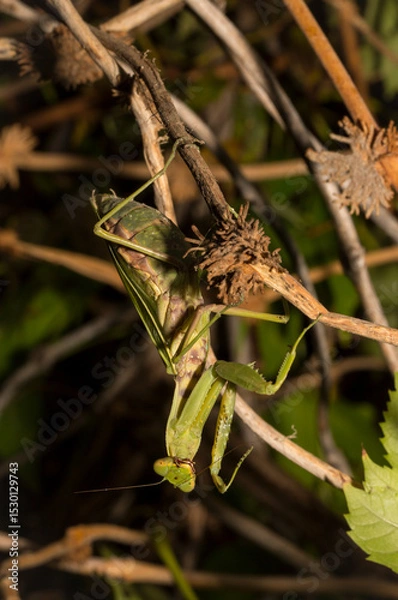 Fototapeta The European mantis (Mantis religiosa).A green female insect, in dense vegetation, is preparing to lay eggs.