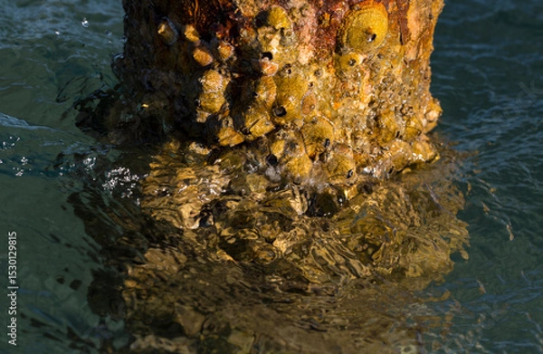Fototapeta Tetraclita squamosa - Thatched barnacle. Balanus (Balanomorpha) is a genus of barnacles in the family Balanidae of the subphylum Crustacea.