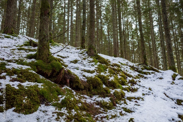 Obraz Dense forest hillside with moss-covered tree roots and snow patches in Sweden during early spring