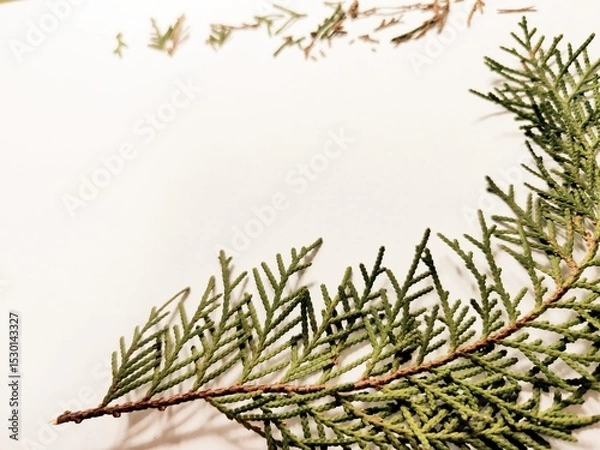 Fototapeta Thuja occidentalis, also known as northern white-cedar or eastern arborvitae, is an evergreen coniferous tree, in the cypress family Cupressaceae, Green Leaf on White Background.