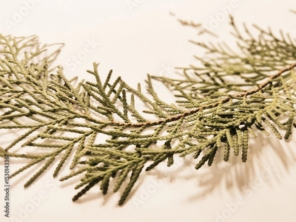 Fototapeta Thuja occidentalis, also known as northern white-cedar or eastern arborvitae, is an evergreen coniferous tree, in the cypress family Cupressaceae, Green Leaf on White Background.