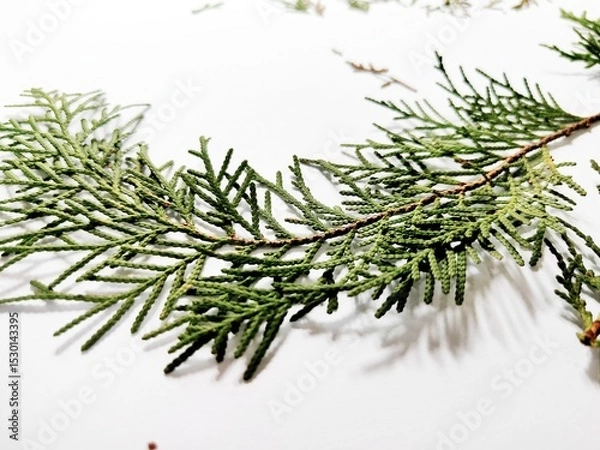 Fototapeta Thuja occidentalis, also known as northern white-cedar or eastern arborvitae, is an evergreen coniferous tree, in the cypress family Cupressaceae, Green Leaf on White Background.