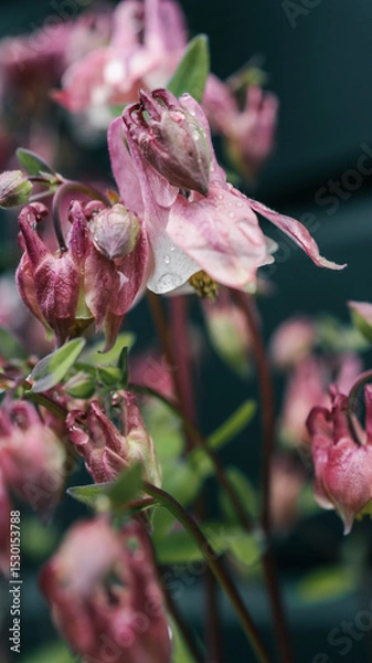 Obraz Close-up of pink bell-shaped flower with raindrops on petals. Soft focus floral image with dark natural background