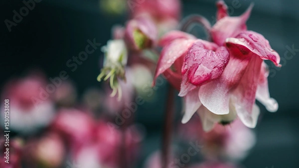 Obraz Close-up of pink bell-shaped flower with raindrops on petals. Soft focus floral image with dark natural background