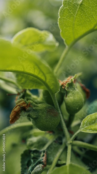 Obraz Close-up of young apple fruits forming on tree branch surrounded by green leaves. Natural early fruit development stage