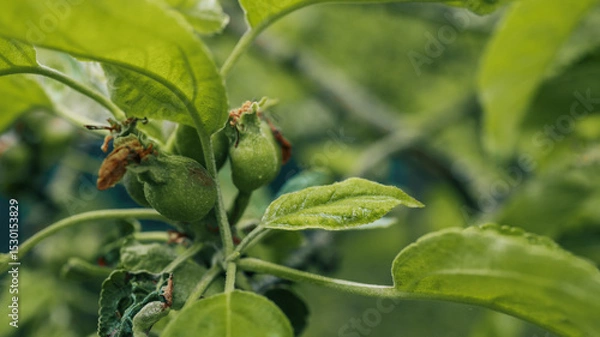 Obraz Close-up of young apple fruits forming on tree branch surrounded by green leaves. Natural early fruit development stage