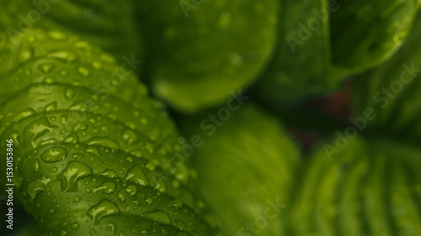 Obraz Close-up of bright green leaf covered with water droplets after rain. Fresh natural texture in soft light
