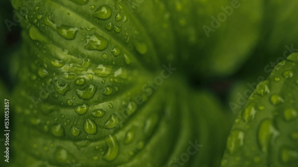 Obraz Close-up of bright green leaf covered with water droplets after rain. Fresh natural texture in soft light