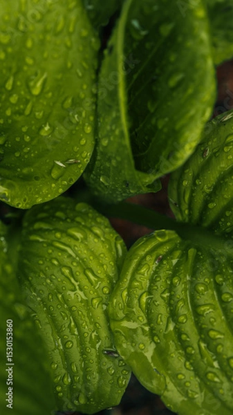 Obraz Close-up of bright green leaf covered with water droplets after rain. Fresh natural texture in soft light