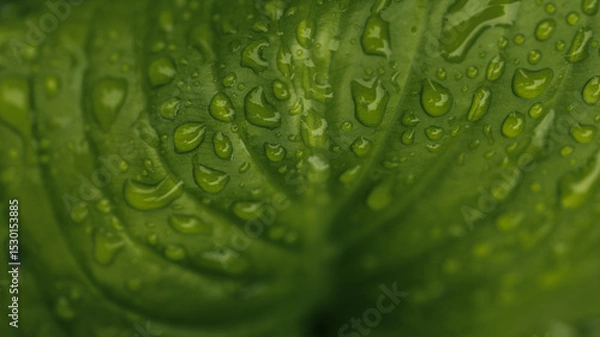 Obraz Close-up of bright green leaf covered with water droplets after rain. Fresh natural texture in soft light