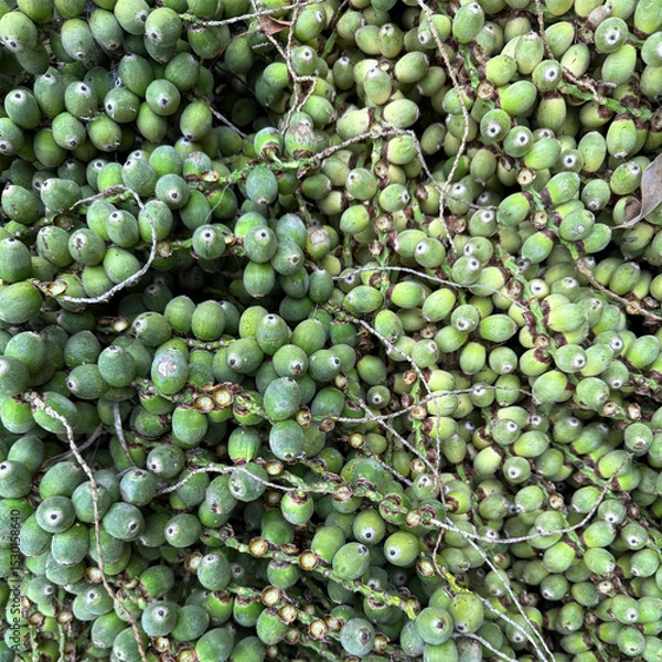 Obraz Cut off palm fruits on the ground