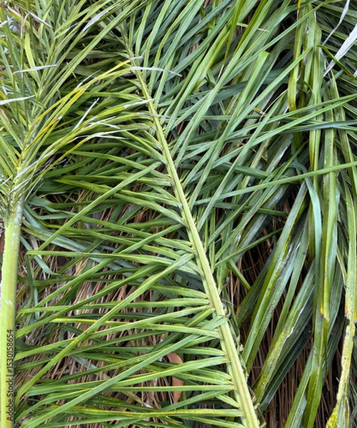 Obraz Cut off palm fronds on the ground