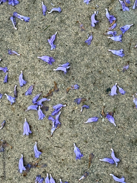 Obraz Jacaranda tree blossoms on concrete ground