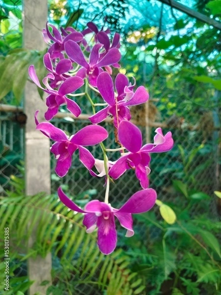 Fototapeta Purple orchids hang down from the tree.
