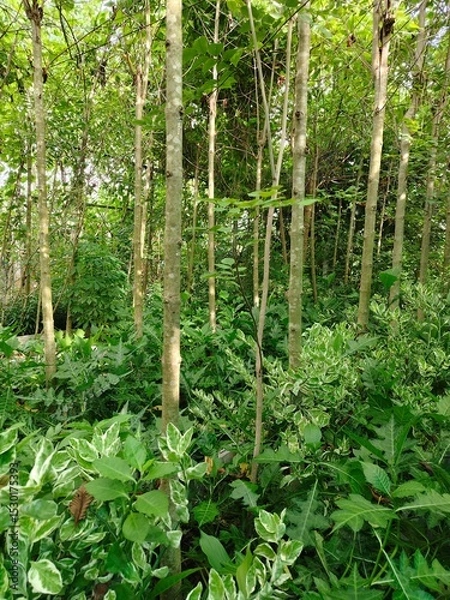 Fototapeta The old and overgrown garden is densely packed with trees.