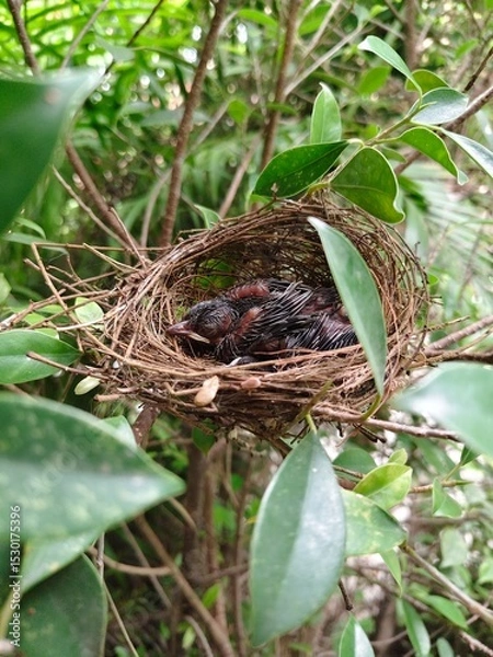 Fototapeta A few small black birds are sleeping in a nest on a branch.