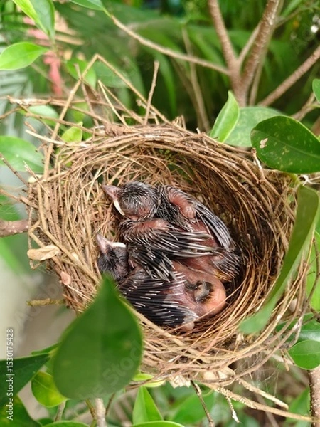 Fototapeta A few small black birds are sleeping in a nest on a branch.