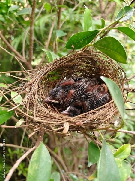 Fototapeta A few small black birds are sleeping in a nest on a branch.