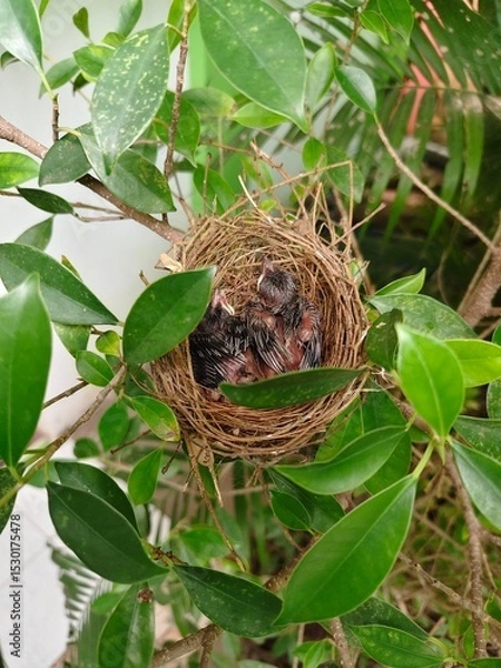 Fototapeta A few small black birds are sleeping in a nest on a branch.