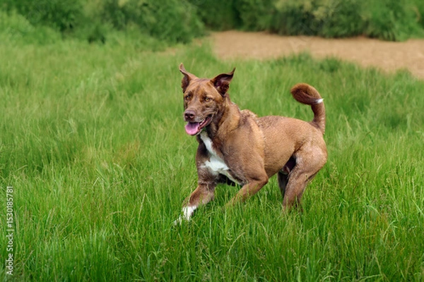 Fototapeta 2025-05-30 A BROWN AND WHITE DOG WITH BRIGHT INTENSE EYES RUNNING ACROSS A GREEN FIELD AT THE OFF LEASH DOG AREA AT MARYMOOR PARK IN REDMOND WASHINGTON