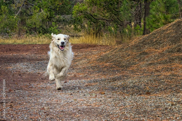 Fototapeta 2021-12-31 A GOLDEN RETRIEVER RUNNING DOWN A GRAVEL PATH WITH A HAPPY LOOK AND FEET OFF THE GROUND IN SUN RIVER OREGON