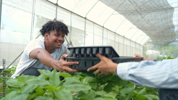 Fototapeta Two young people in a greenhouse discussing seedling growth while holding trays of sprouts
