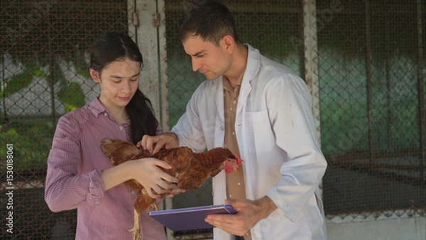 Fototapeta On a chicken farm, a teenager and a veterinarian are monitoring the hen growth