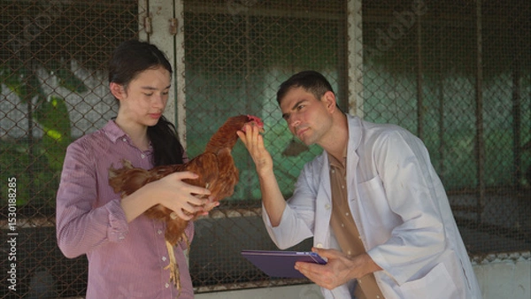 Fototapeta On a chicken farm, a teenager and a veterinarian are monitoring the hen growth