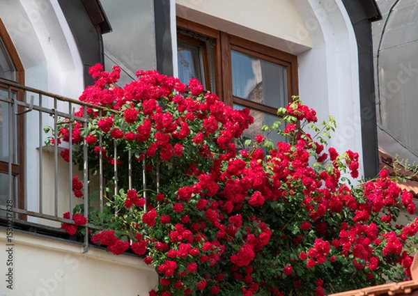 Obraz Blooming red climbing roses growing on the facade of the house in front of  the window.