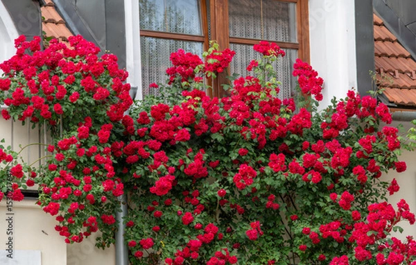 Obraz Blooming red climbing roses growing on the facade of the house in front of  the window.