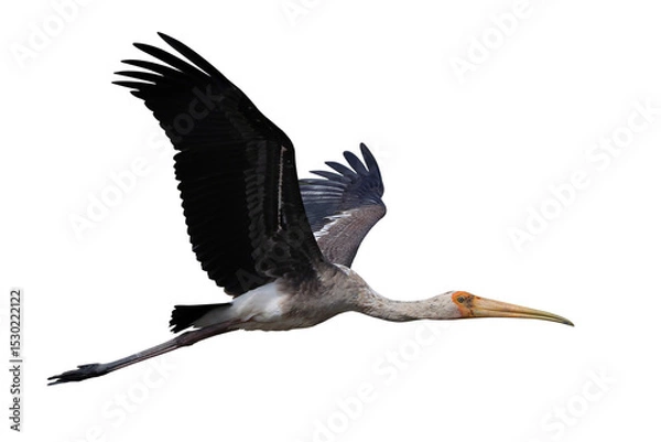 Fototapeta Beautiful flying Painted Stork isolated on transparent background png file	