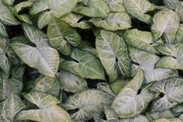 Fototapeta Lush green leaves with striking white and light green patterns.