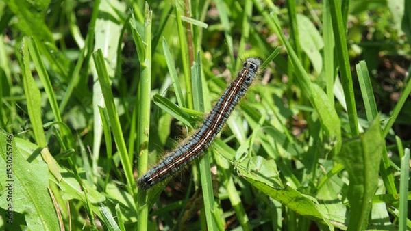 Obraz Lackey moth caterpillar crawls on the grass. Malacosoma neustria in the garden. Fruit tree pests