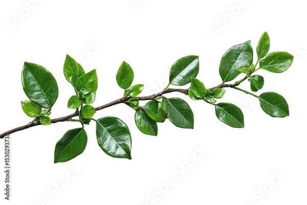 Fototapeta A Single Branch With Lush Green Leaves Isolated On A Transparent Background