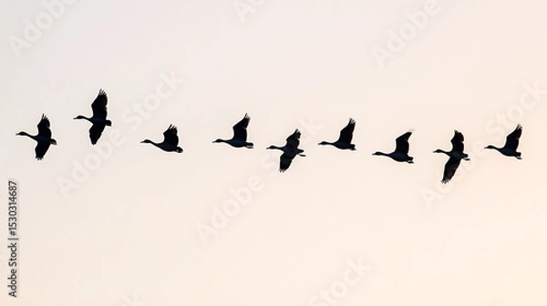 Obraz flock of birds