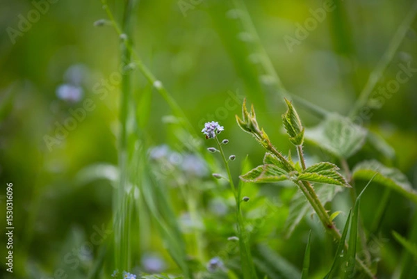 Obraz Forget-me-nots, Myosotis sylvatica, Myosotis scorpioides.