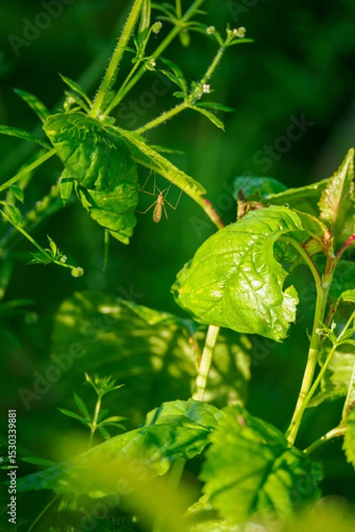 Obraz Mosquito under a green leaf.
