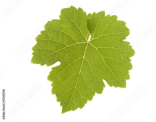 Fototapeta Weinblatt