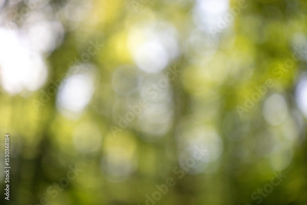 Obraz Beautiful sunny blurred tree leaves bokeh copy space background.
