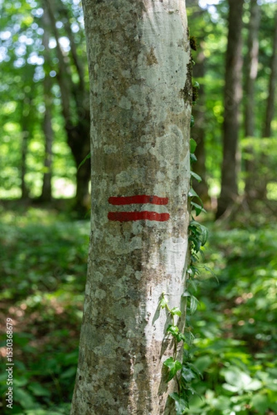 Obraz Red boundary marker lines on a hornbeam tree in a beautiful forest. Vertical shot.