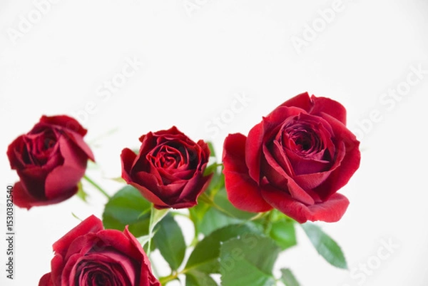 Fototapeta 赤い薔薇