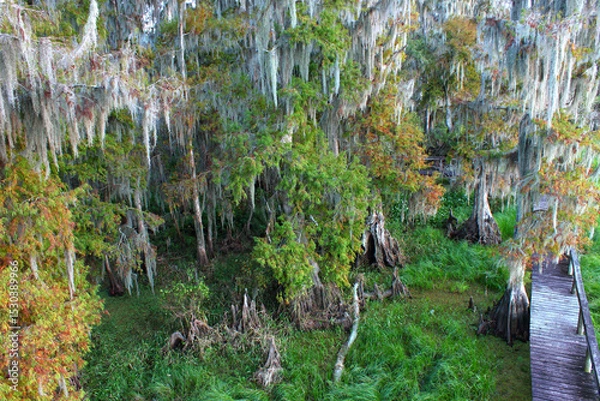 Obraz Overhead view of the swamps of central Florida