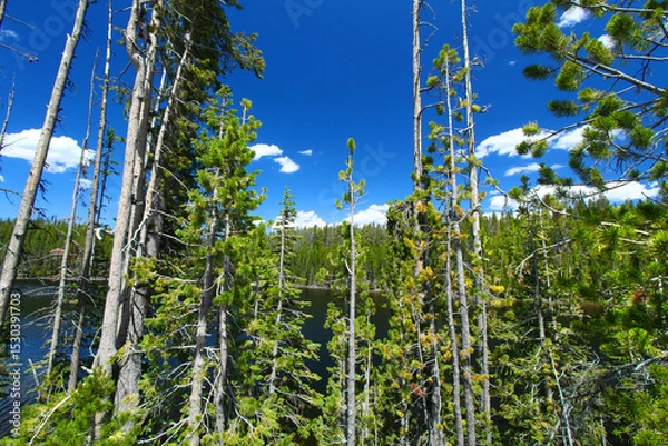 Obraz Scaup Lake in Yellowstone National Park