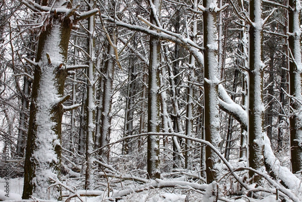Obraz Forest Snowfall in Midwest America