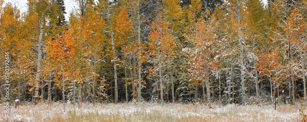 Obraz Cache National Forest Scenery in Utah