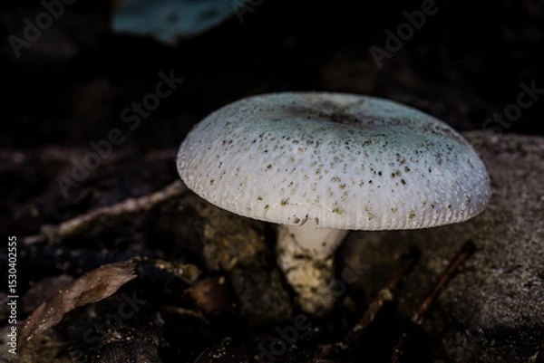 Obraz A close-up macro photograph of a Russula alboareolata mushroom found in a tropical forest in Thailand. The mushroom's cap displays light blue hues with speckled patterns